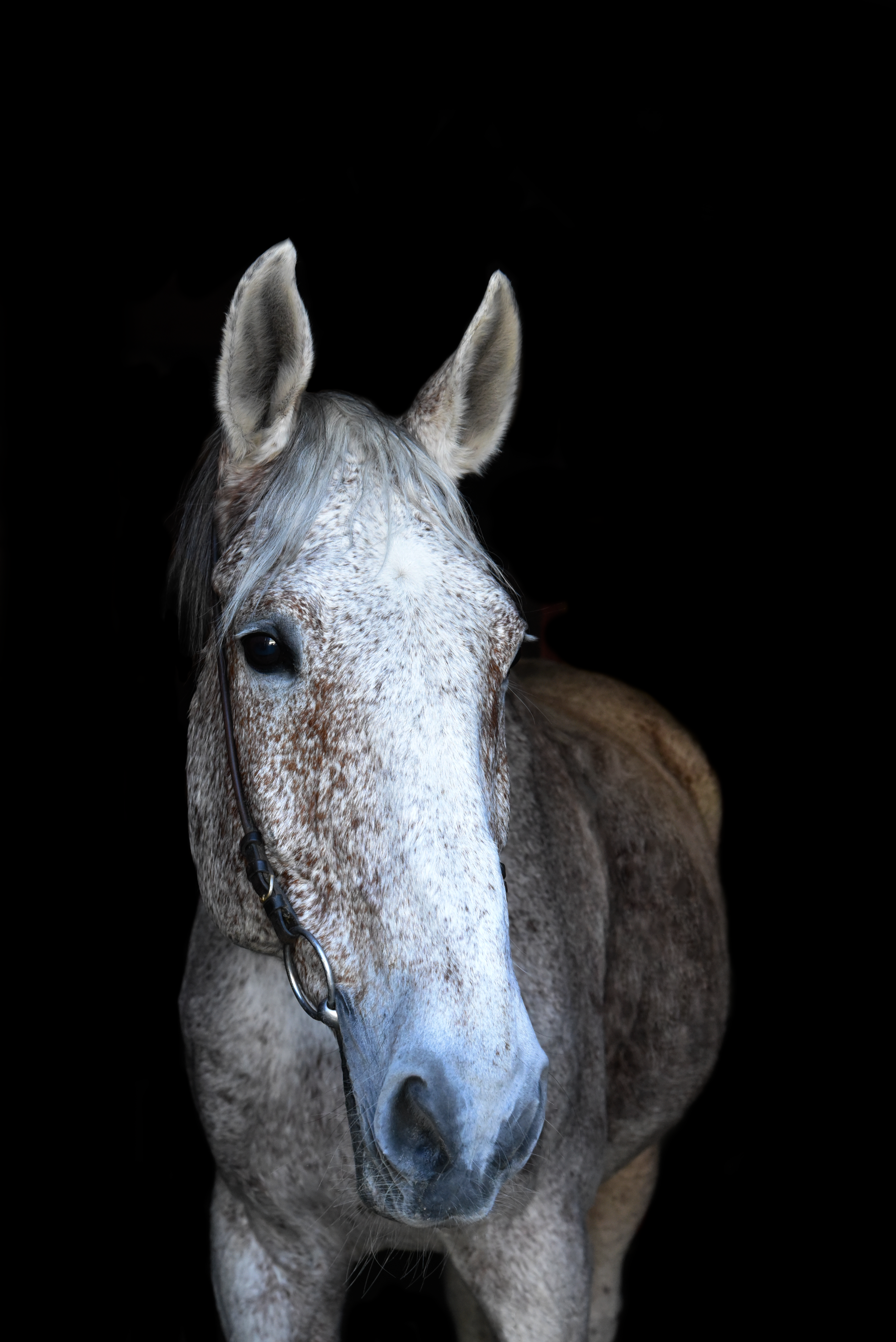 Novosibirskning yosh kaltaklari