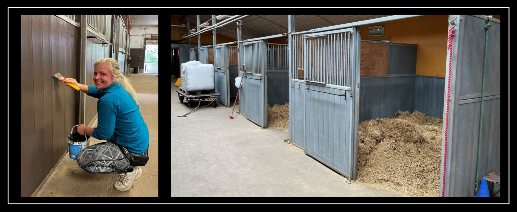 Stallpersonalen målar i stallet så att det blir nytt och fräscht. Boxarna ströas upp inför att hästarna ska komma hem från sommarbetet.